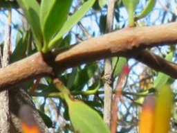 Moquiniella rubra leaf fascicle